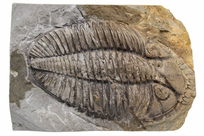 Rare Trilobite (Odontocephalus) - Perry County, Pennsylvania #43791